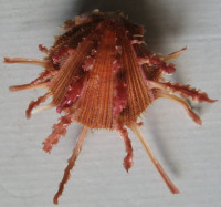 Spondylus regius nux Reeve, 1856